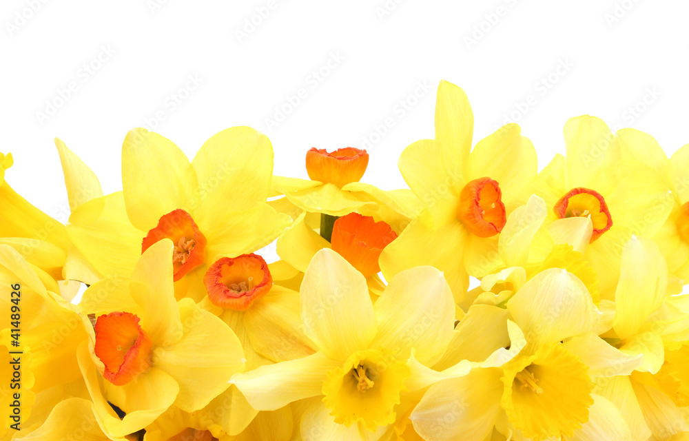 beautiful yellow daffodils isolated on white beautiful yellow daffodils isolated on white