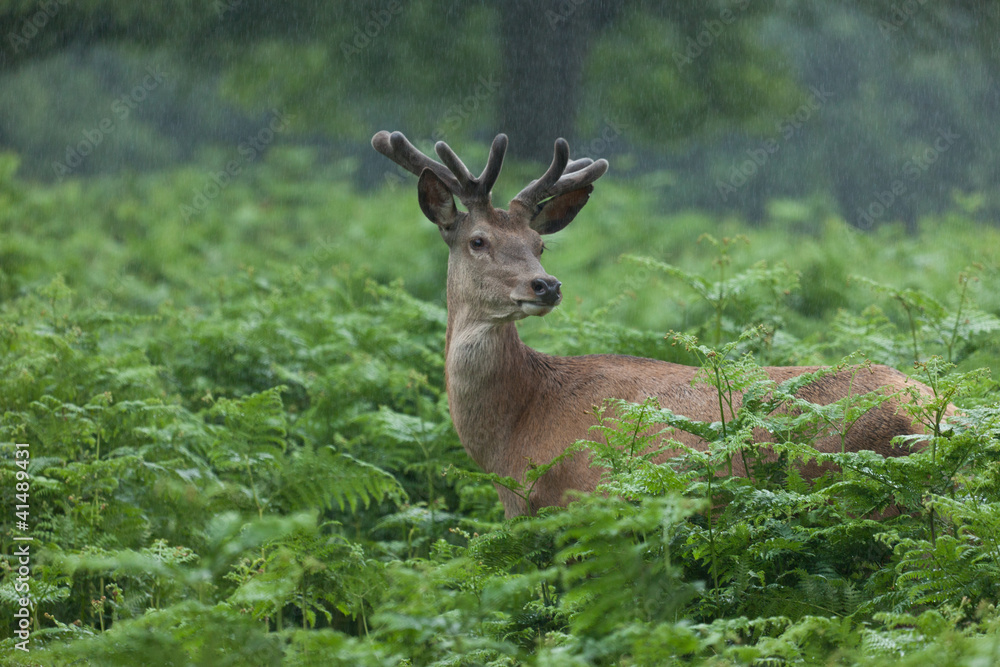 Deer in forest Deer in forest