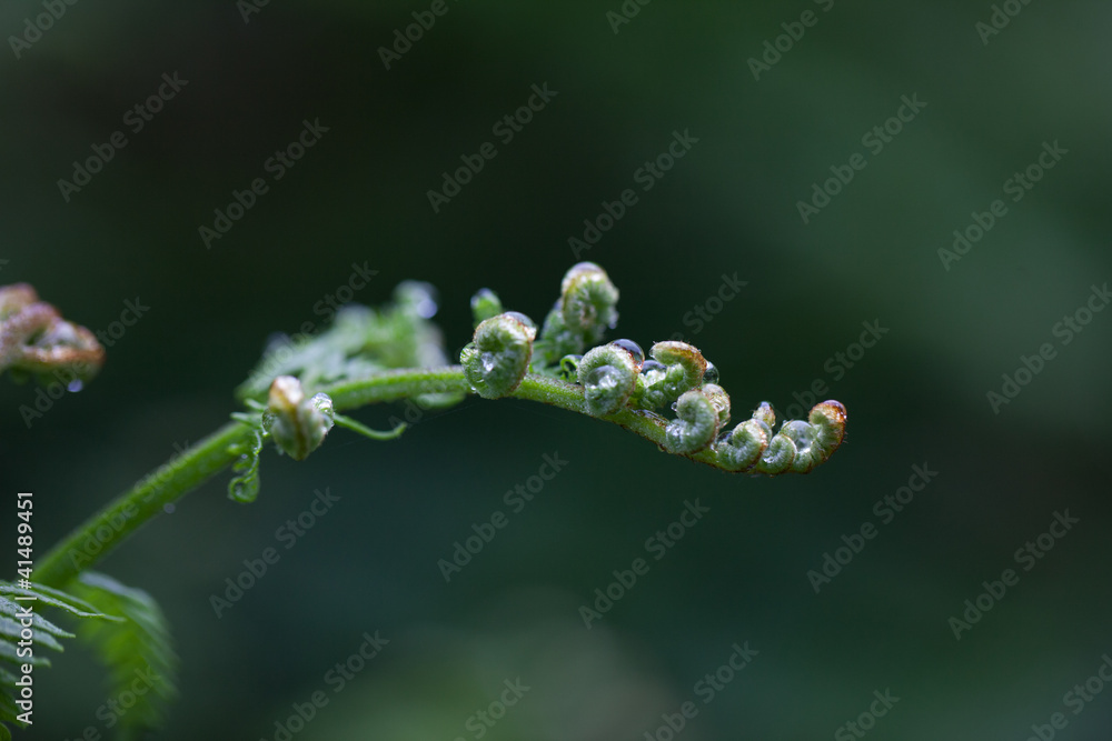 Fern frond Fern frond