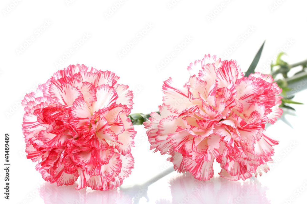 two pink beautiful carnations isolated on white