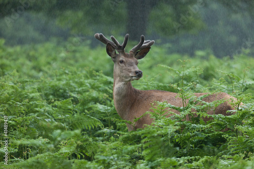 Fototapeta Naklejka Na Ścianę i Meble -  Deer in forest