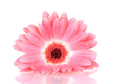 beautiful pink gerbera with drops isolated on white.
