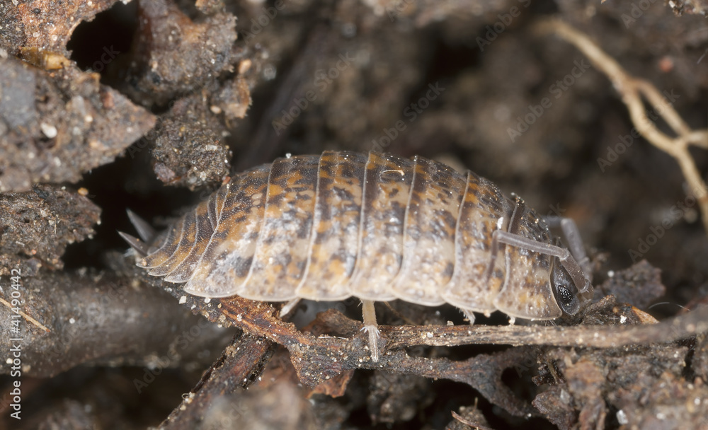 Woodlouse on wood, extreme close-up with high magnification Woodlouse on wood, extreme close-up with high magnification