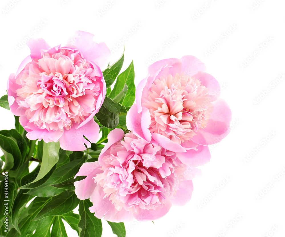 Three pink peonies isolated on white