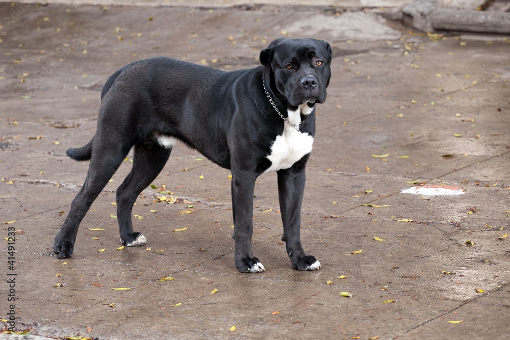 big black pedigreed mastiff dog