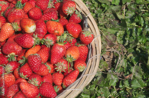 Strawberry in basket