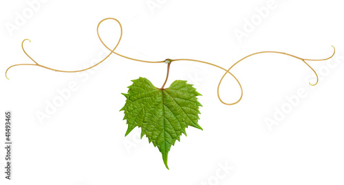 grape leaf