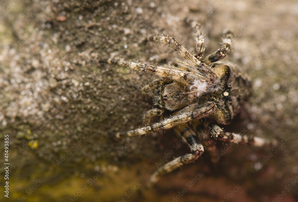 Araneus angulatus