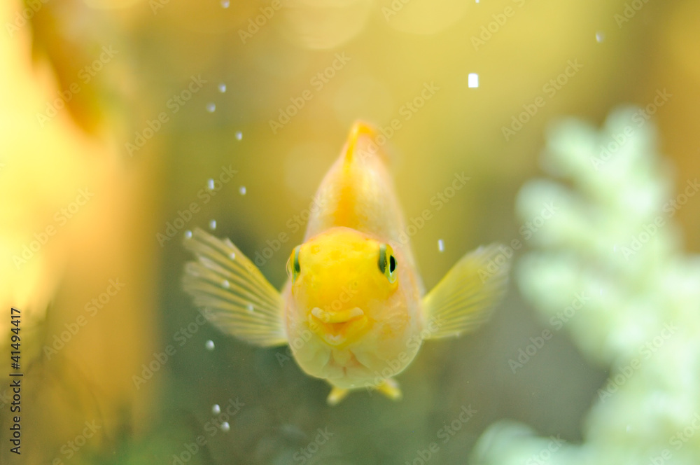 Fototapeta premium Happy Gold Parrot Fish in Aquarium