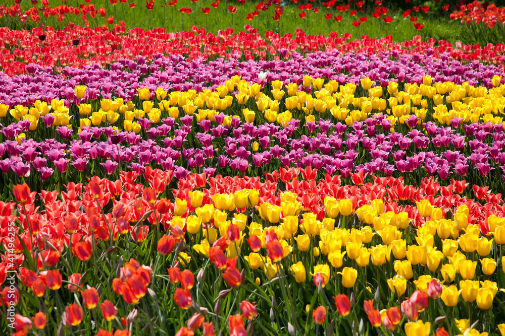 Stripes made with tulips