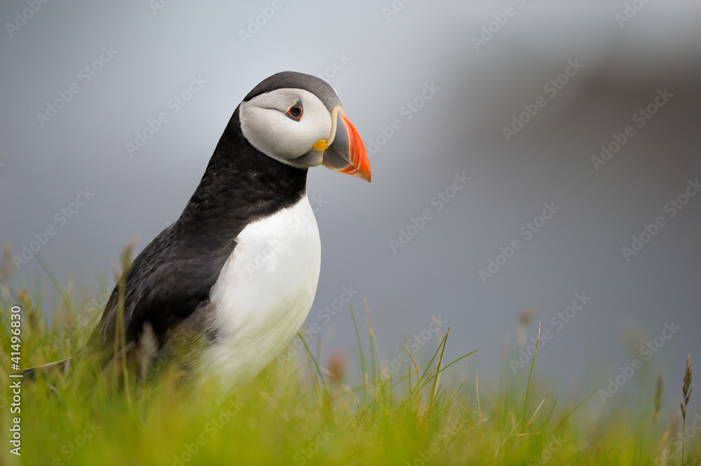 Puffin standing in grass on a cliff Puffin standing in grass on a cliff