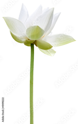 lotus blanc sur fond blanc