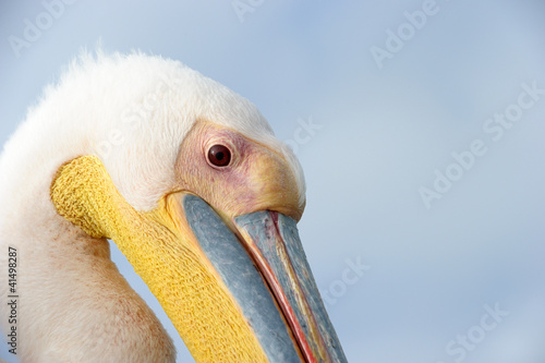 Portrait of a Great White Pelican