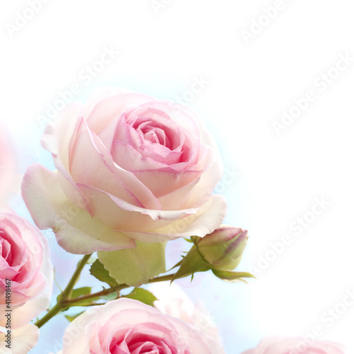 pink rose over blue white background