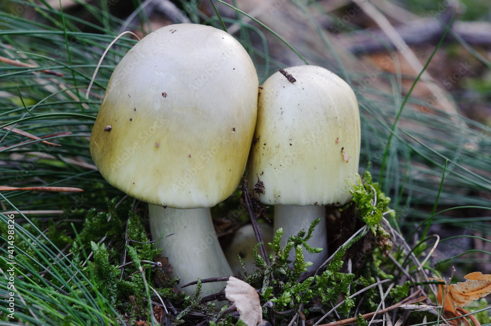 Death Cap Death Cap
