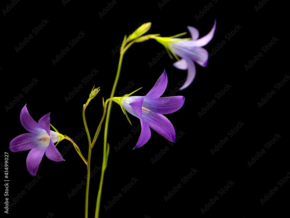 Campanula patula flower Campanula patula flower