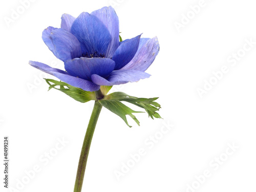 Fotografia flowers of anemone