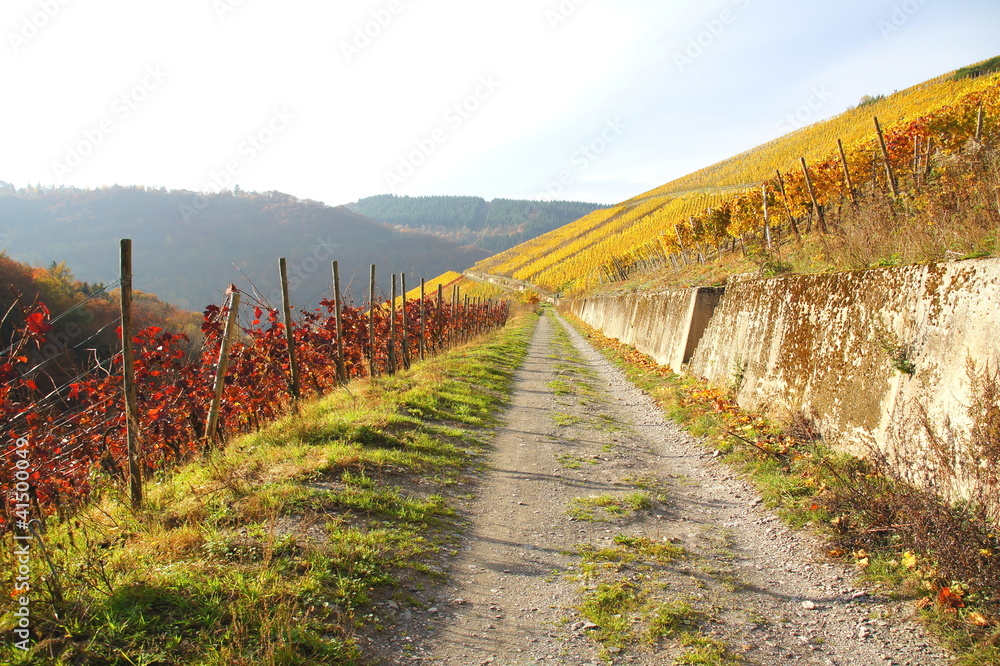 Fototapeta premium Weg durch die Weinberge