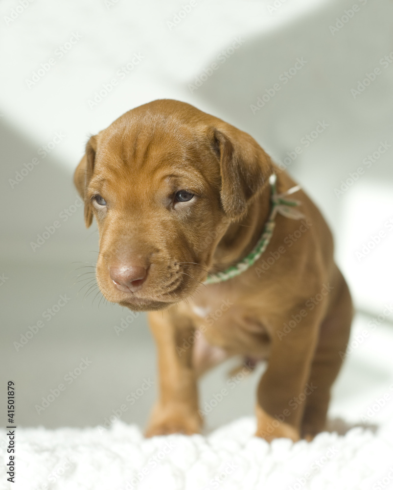 adorable little rhodesian ridgeback puppy, closeup over white