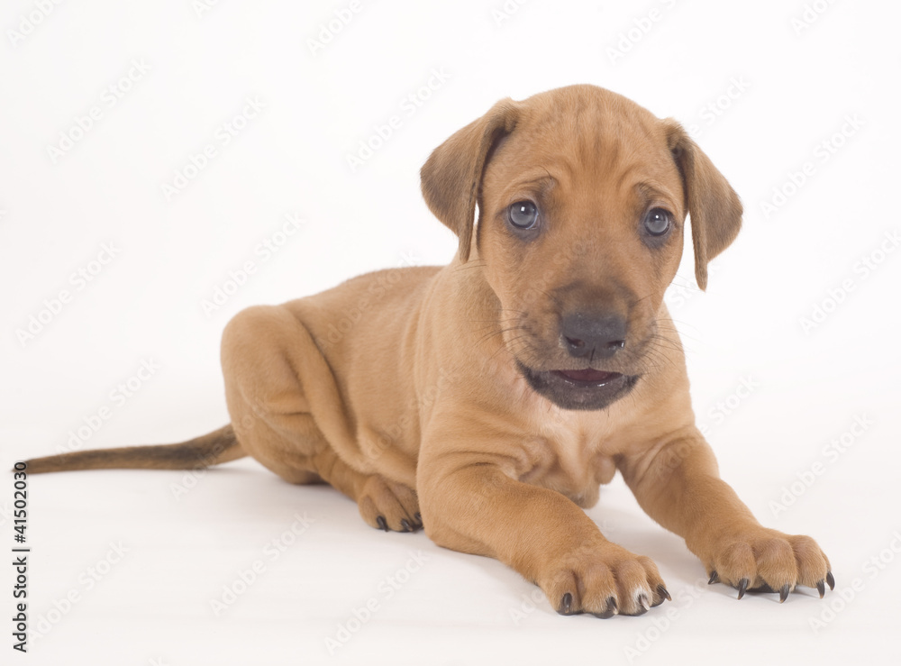 Obraz premium beautiful rhodesian ridgeback puppy, lying down over white