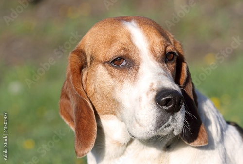 beagle