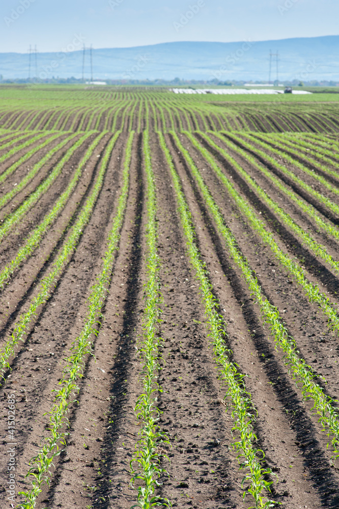 Landscape of corn field