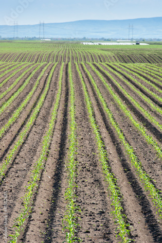 Landscape of corn field