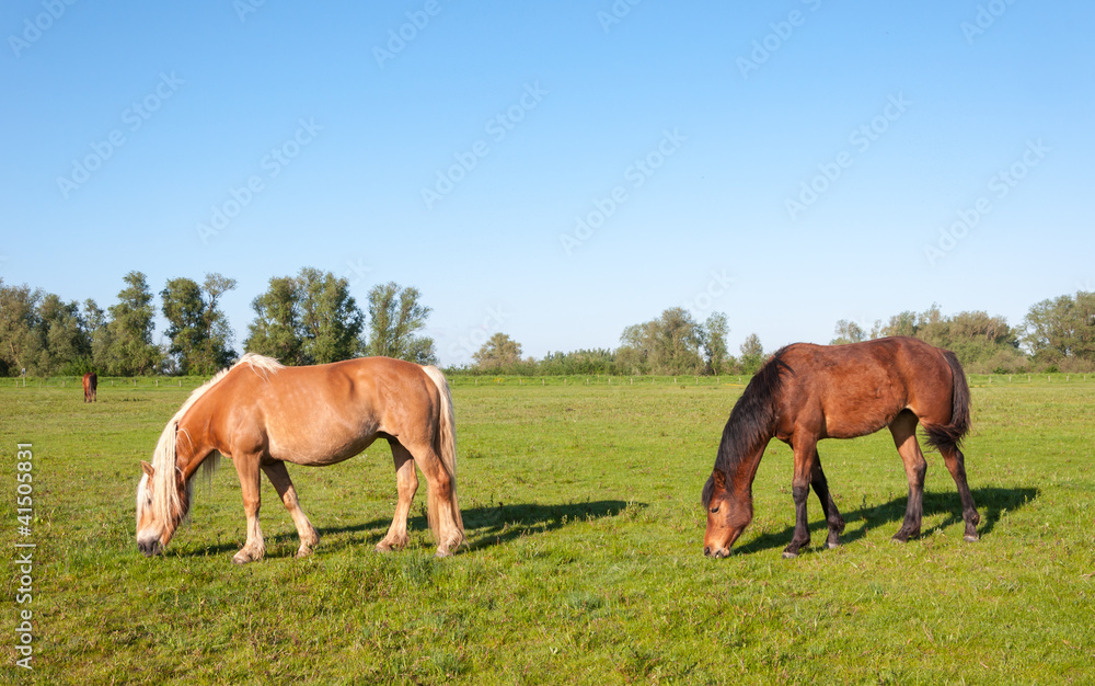 Grazing horses in a sunny meadow