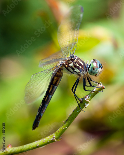 Dragon fly close up