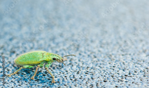 mango leaf weevil photo