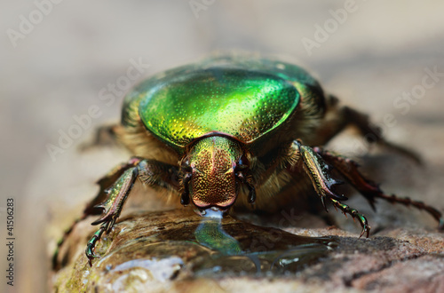 Goldglänzender Rosenkäfer Cetonia Aurata © dflohr