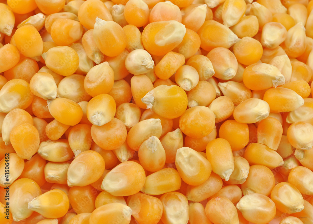 close up of pile of maize seeds close up of pile of maize seeds