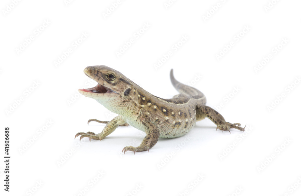 Naklejka premium lizard