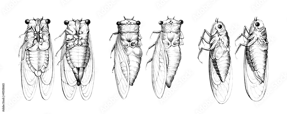 Fototapeta premium Cicada - Cigale - Zikade