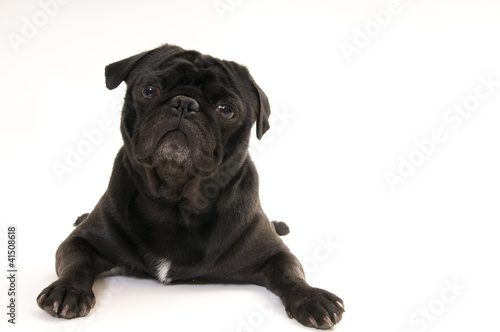 black pug