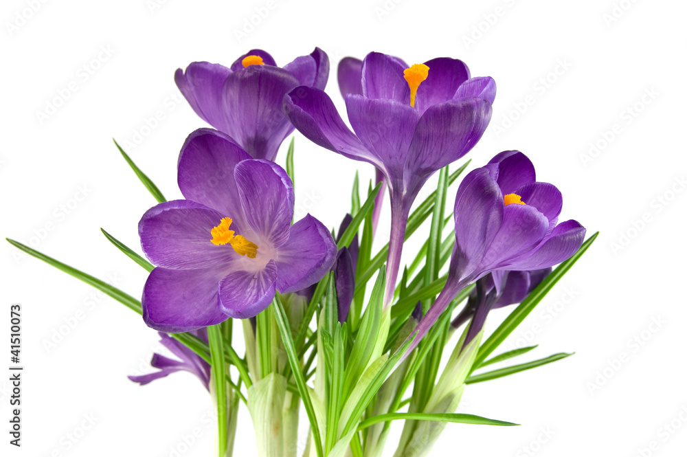 Beautiful violet flower isolated on white Beautiful violet flower isolated on white
