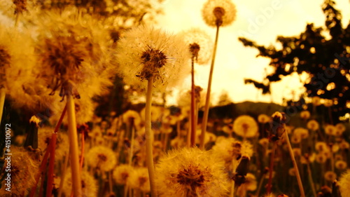 dandelions in the weeds photo