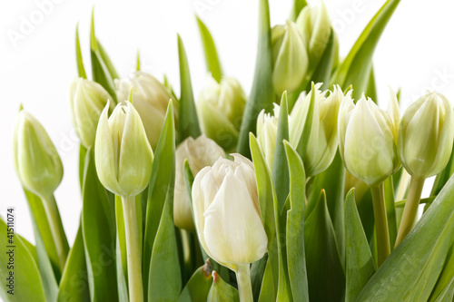 Fototapeta Naklejka Na Ścianę i Meble -  nice tulips