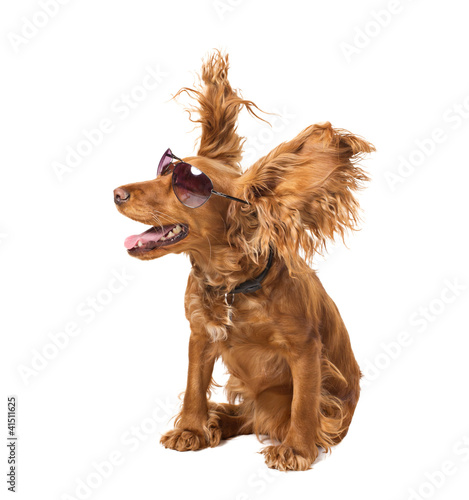 dog cocker in sunglasses
