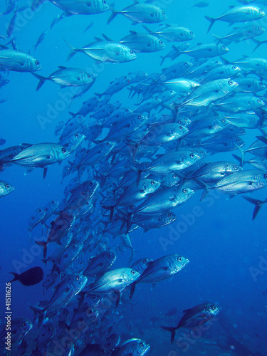 fish, school of trevally in blue ocean