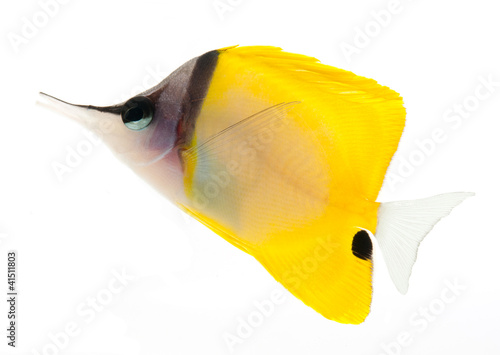 reef fish, marine fish, yellow longnose butterflyfish isolated photo