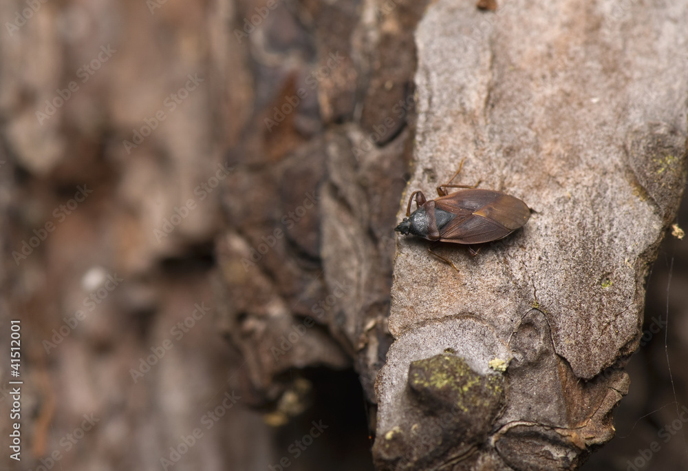 Gastrodes cf. grossipes Gastrodes cf. grossipes