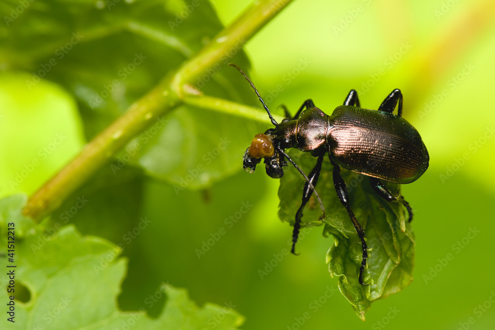 Calosoma inquisitor