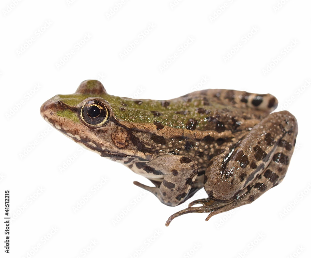 Marsh Frog isolated on white background, Pelophylax ridibundus Marsh Frog isolated on white background, Pelophylax ridibundus