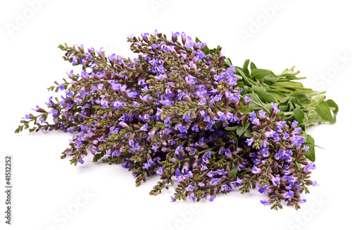 Clary Sage  Salvia sclarea 