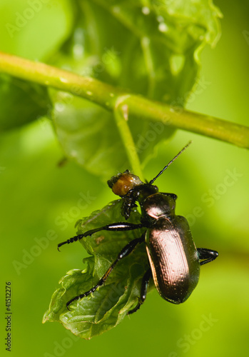 Принти на полотні Calosoma inquisitor