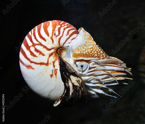 nautilus swimming, alive on black background photo