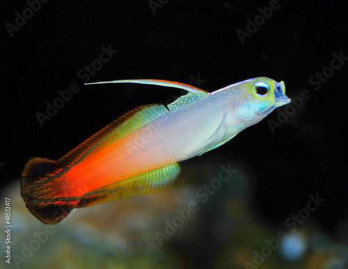 Firefish, Fire Goby or Fire Dartfish photo
