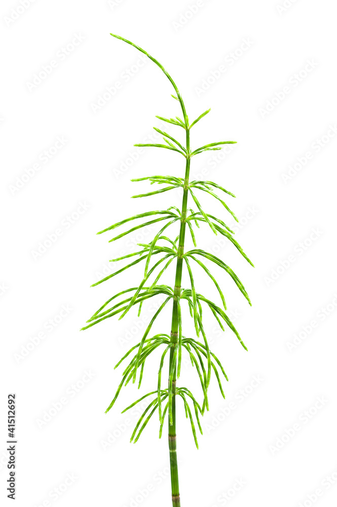 Fototapeta premium horsetail