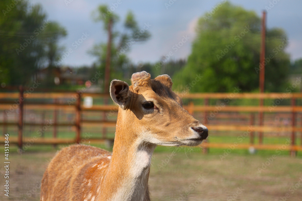 Fototapeta premium Photo of young deer